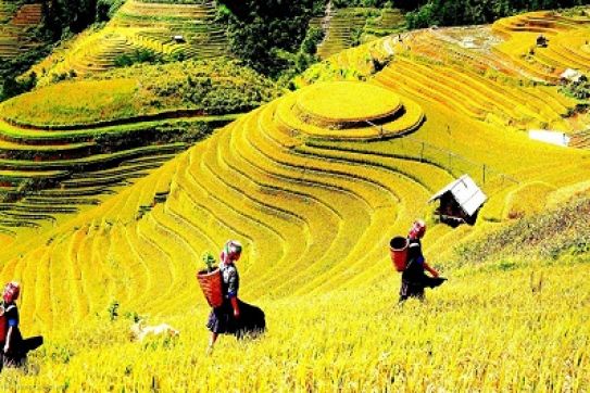 Japan tours appeal to Vietnamese tourists