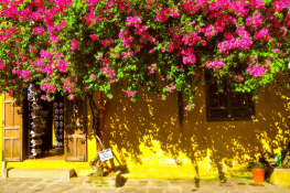 Hoi An Bougainvillea Season