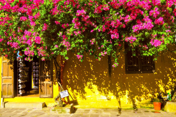 Hoi An Bougainvillea Season